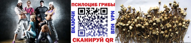 Галлюциногенные грибы Psilocybe  нарко площадка наркотические препараты  Медвежьегорск 